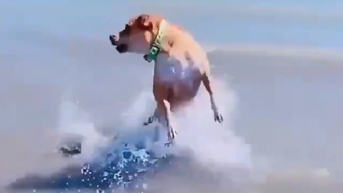 Chết cười chú chó bị chủ “hù” giật tung mình khi đang chơi dưới nước